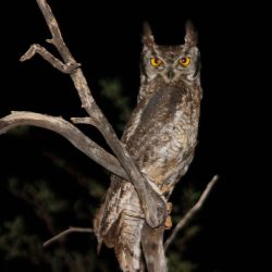 Spotted_eagle_owl_bubo_africanus (1)
